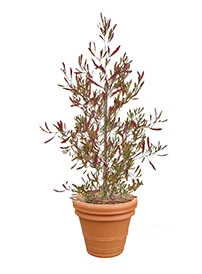 観葉植物レンタル