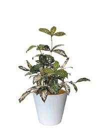 観葉植物レンタル
