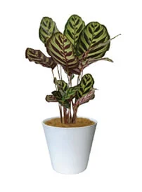 観葉植物レンタル