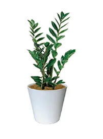 観葉植物レンタル