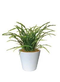 観葉植物レンタル