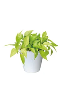 観葉植物レンタル