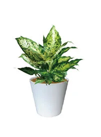 観葉植物レンタル