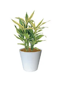観葉植物レンタル