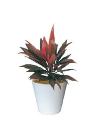 観葉植物レンタル