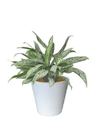 観葉植物レンタル