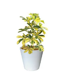 観葉植物レンタル