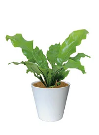 観葉植物レンタル