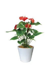 観葉植物レンタル