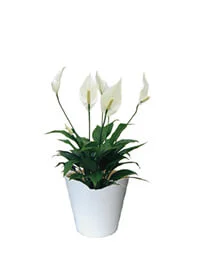 観葉植物レンタル