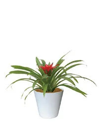 観葉植物レンタル