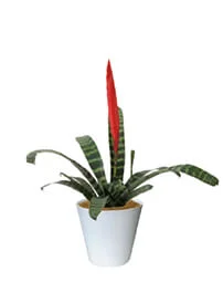 観葉植物レンタル
