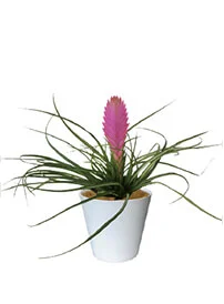 観葉植物レンタル