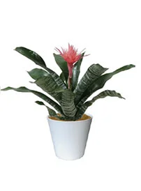 観葉植物レンタル