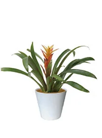 観葉植物レンタル