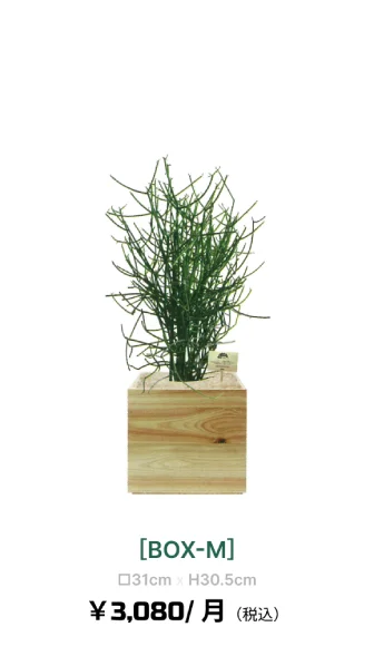 観葉植物レンタル