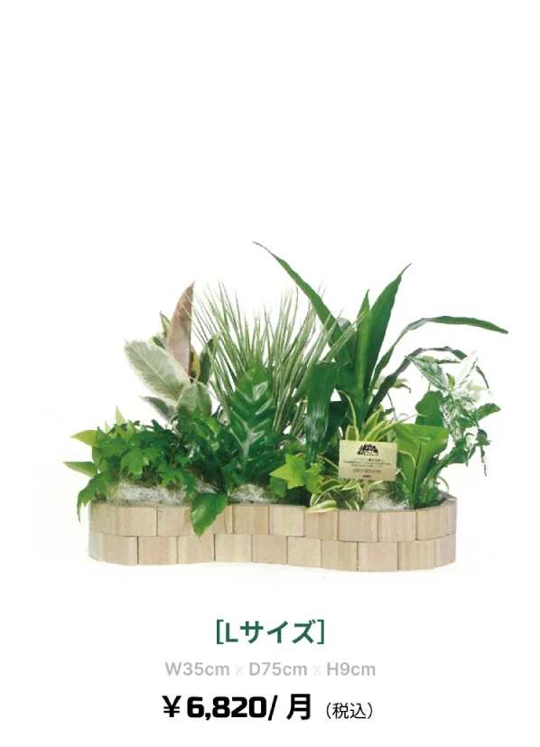 観葉植物レンタル