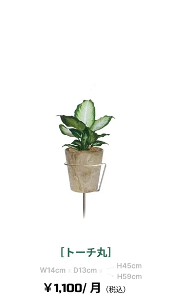 観葉植物レンタル