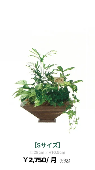 観葉植物レンタル