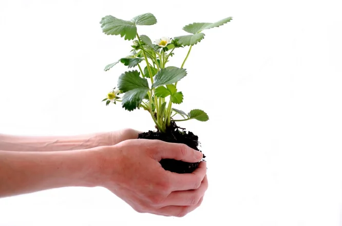 観葉植物レンタル